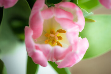 Fototapeta na wymiar diverses florales