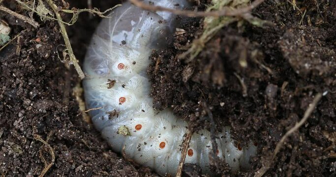 The cockchafer grub, Maybug grub or doodlebug grub 