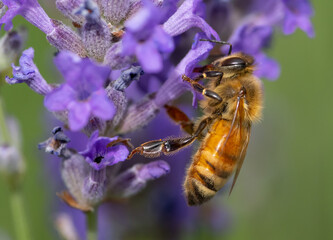 Honeybee (Apis mellifera) gathering nectar on lavender flowers (Lavendula)