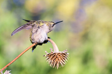 A hummingbird is enjoying a sunny day on a withered flower stem