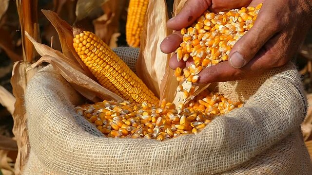 Freshly harvested corn, slow motion, close up strong hands of farmer shows corn grains in jute sack