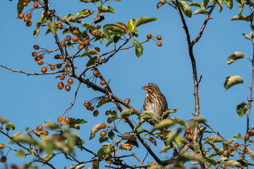 a female sparrow with funny eye brow look feather on the head resting on the thin branches filled with tiny red berries under blue sky