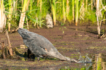 close up of a great blue heron plunging its head into the water in order to catch a fish in the pond