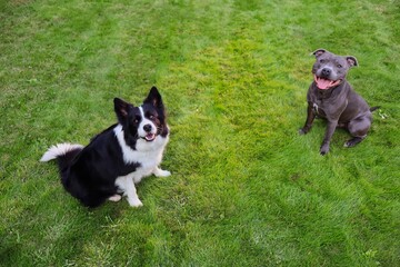Top View of Border Collie and Staffordshire Bull Terrier Sitting in the Grass. Two Dogs being Adorable in the Garden. Black and White Dog and Blue Staffy.