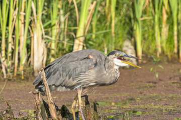 the moment a great blue heron ready to swallow the fish in the air while standing in the middle of the pond on a sunny day