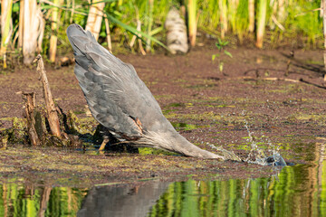 close up of a great blue heron plunging its head into the water in order to catch a fish in the pond