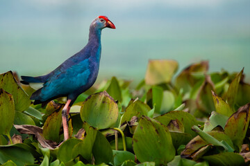 Grey-headed Swamphen (Purple Swamphen)