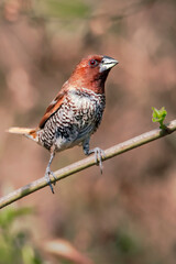 Scaly-breasted munia
