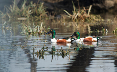 Northern shoveler