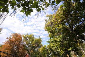The green trees top in forest blue sky and sun beams shining through leaves. Bottom view. space text