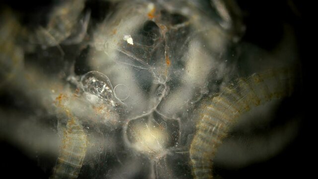 Larva Ctenophora Beroe ovata with cilia under a microscope. of the Beroidae family, the video shows the contraction of Mesoglea, thanks to the muscle and nerve cells. Black Sea