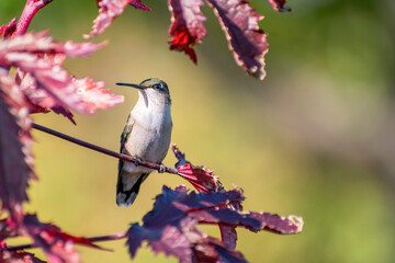 A hummingbird is enjoying a sunny day among red leaves
