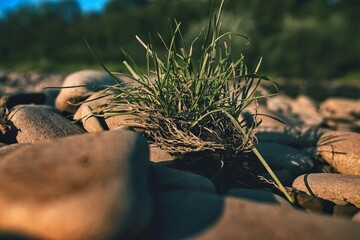 grass in the ground by the river surrounded bypebbles