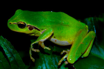 RANA