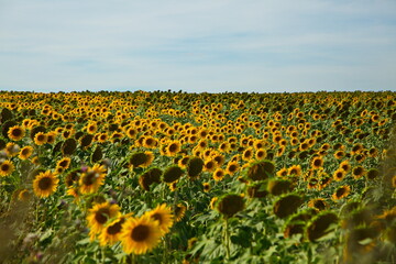 Naklejka premium Sunflower field before harvesting, Samara region, Russia.