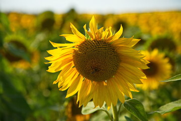 Sunflower flower before harvesting, Samara region, Russia.
