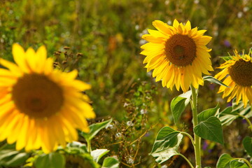Fototapeta premium Sunflower flowers before harvesting, Samara region, Russia.