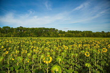 Fototapeta na wymiar Sunflower field before harvesting, Samara region, Russia.