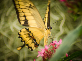Nahaufnahmen von Schmetterlingen