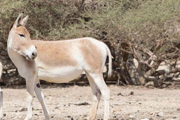 Antelope in the wild.