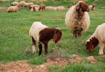 A small flock of young sheep eats fresh green grass in a meadow on a warm summer day. Production of organic lamb meat and wool.