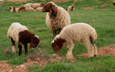 Obraz premium A small flock of young sheep eats fresh green grass in a meadow on a warm summer day. Production of organic lamb meat and wool.