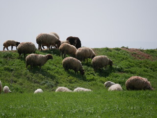 A small flock of young sheep eats fresh green grass in a meadow on a warm summer day. Production of organic lamb meat and wool.