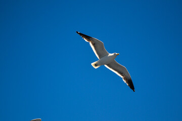 seagull in flight