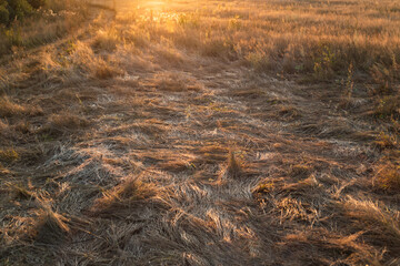 Beautiful meadow grass in the soft light of the sunset. Floral background.