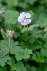 geranium cantabrigiense biokovo white flowering cranesbills plants, group of white flowers and buds in bloom