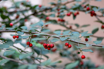 Cotoneaster integerrimus red autumn fruits and green leaves on branches