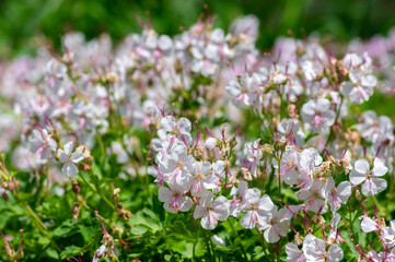 geranium cantabrigiense biokovo white flowering cranesbills plants, group of white flowers and buds in bloom
