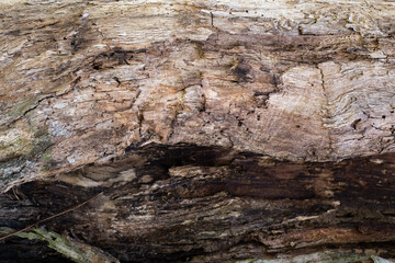 texture of the old cracked tree without bark