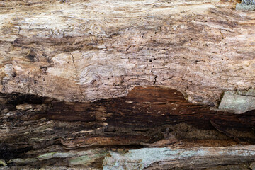 texture of the old cracked tree without bark