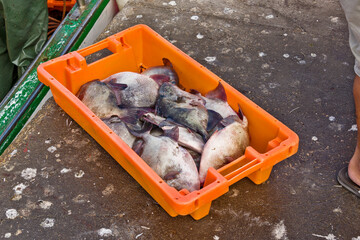 fresh fish on a pier in Setubal, Portugal