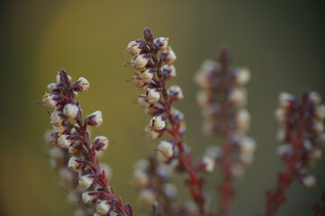 Heidekräuter Erica Heide Heather