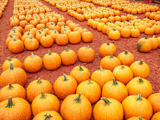Giant orange pumpkins lined up in grid awaiting future trick or treaters.