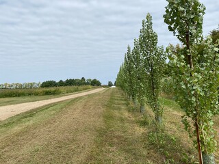 Scenic Minnesota Landscape in Early Autumn