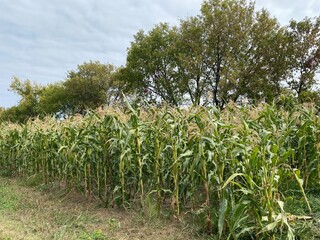 Scenic Minnesota Landscape in Early Autumn