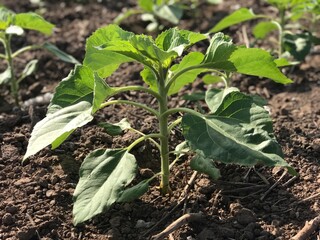vegetable garden in the garden