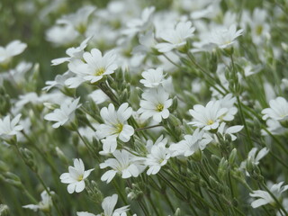 White numerous tiny flowers