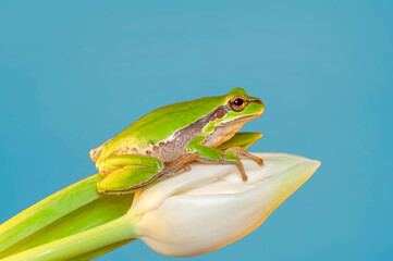 Beautiful Europaean Tree frog Hyla arborea 