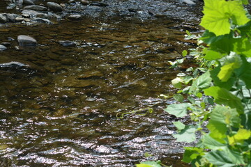 Nature's Beauty, Running Stream, Beautiful walkway