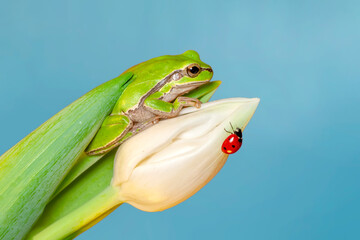 Beautiful Europaean Tree frog Hyla arborea 