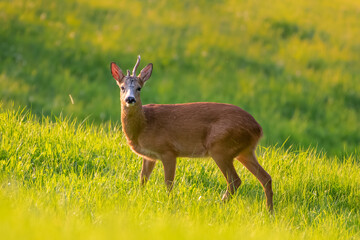 Roe Buck standing