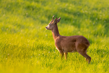 Roe Buck standing