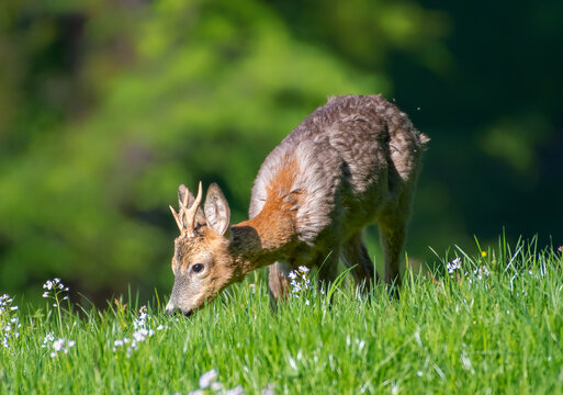 Roe Buck standing