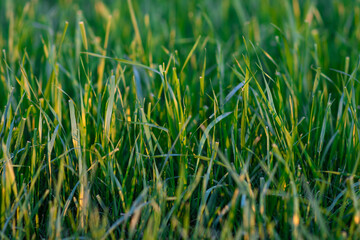 Green grass. Green grass background, natural background. Selective focus, blurred background