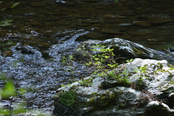Nature's Beauty, Running Stream, Beautiful walkway