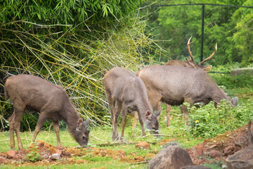 Deer busying in eating grass